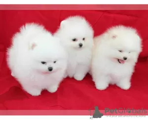 Photo №1. pomeranian - for sale in the city of Ulyanovsk | 592$ | Announcement № 11084