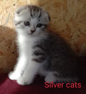 Additional photos: Scottish fold boy