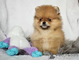 Photo №1. pomeranian - for sale in the city of Mondorf-les-Bains | 550$ | Announcement № 124852