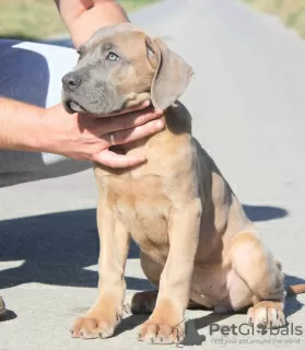 Photo №4. I will sell cane corso in the city of Vršac.  - price - negotiated