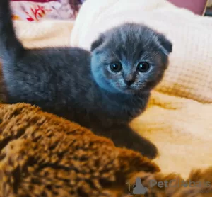 Additional photos: Scottish fold kitten