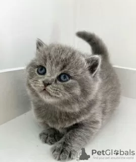 Photo №1. british shorthair - for sale in the city of Los Angeles | 260$ | Announcement № 88657