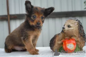 Photo №2 to announcement № 7761 for the sale of russkiy toy - buy in Russian Federation breeder