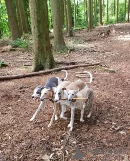 Additional photos: Beautiful KC registered whippet puppies