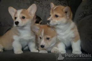 Photo №1. welsh corgi - for sale in the city of Mogilyov | 679$ | Announcement № 56047