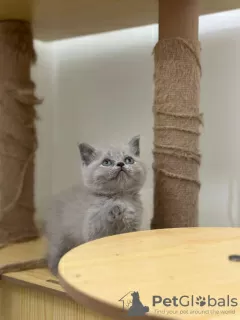 Photo №2 to announcement № 119922 for the sale of british shorthair - buy in Russian Federation private announcement, breeder