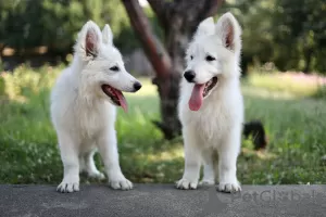 Additional photos: White Swiss Shepherd puppies for sale