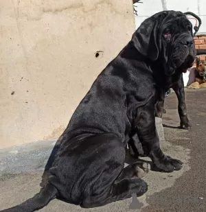 Additional photos: Neapolitan Mastiff puppies are the best