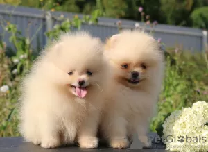 Additional photos: Pomeranian puppies 2.5 months