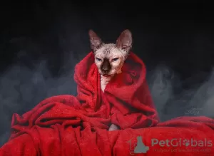 Photo №1. sphynx-katze - for sale in the city of Velikiy Novgorod | negotiated | Announcement № 31342