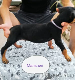 Photo №4. I will sell dobermann in the city of Чирчик. private announcement - price - 100$