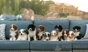 Photo №1. australian shepherd - for sale in the city of Linköping | 486$ | Announcement № 13393