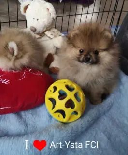 Photo №3. sells a lovely Pomeranian bitch born on November 26, 2018.. Poland