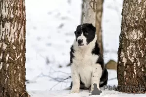 Photo №3. Gorgeous, big guy CAO, from Super Grand Champion. Belarus