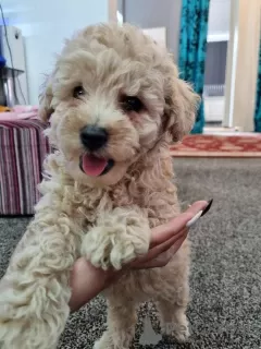 Photo №3. Beautiful Maltipoo puppies.. United States