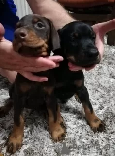 Additional photos: doberman puppies