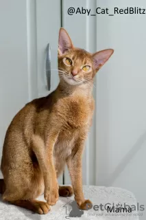 Additional photos: Abyssinian kitten boy Sorel from the cattery with documents