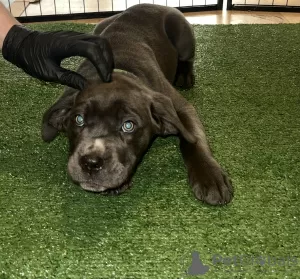 Additional photos: Canecorso puppies available