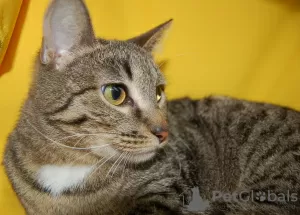 Additional photos: Vesta cat is looking for a home