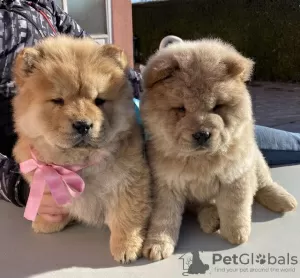 Photo №2 to announcement № 89596 for the sale of chow chow - buy in Serbia breeder