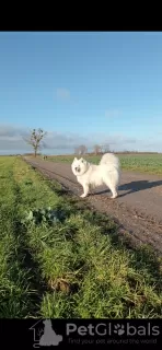 Photo №3. Samoyed puppies. Poland