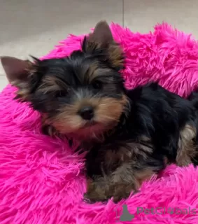 Photo №1. yorkshire terrier - for sale in the city of Tienen | 370$ | Announcement № 123297