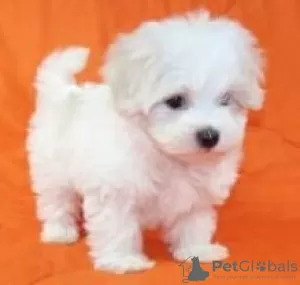 Photo №1. maltese dog - for sale in the city of Madrid de los Trillos | 317$ | Announcement № 122747