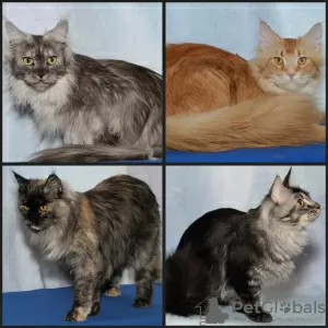 Additional photos: Maine Coon kittens