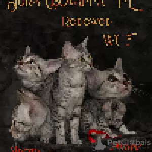 Photo №4. I will sell egyptian mau in the city of Ogrodzieniec. breeder - price - 1057$