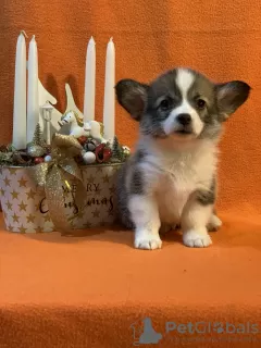 Additional photos: Pembroke Welsh Corgi puppies from award-winning parents from a European kennel