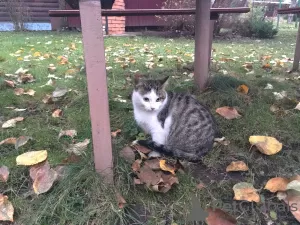 Additional photos: Affectionate teenage cat Trisha is urgently looking for a home