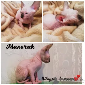 Additional photos: Sphynx kittens