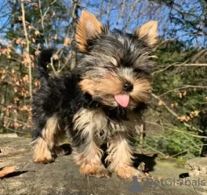 Photo №1. beaver yorkshire terrier - for sale in the city of North Miami | negotiated | Announcement № 99314