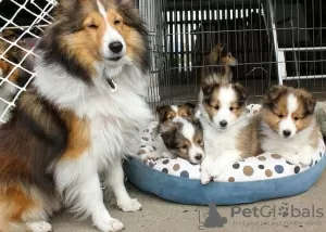 Photo №1. shetland sheepdog - for sale in the city of Toowoomba | 400$ | Announcement № 129482