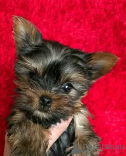 Photo №2 to announcement № 125802 for the sale of yorkshire terrier - buy in Sweden 