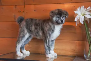 Photo №2 to announcement № 4653 for the sale of akita - buy in Russian Federation breeder