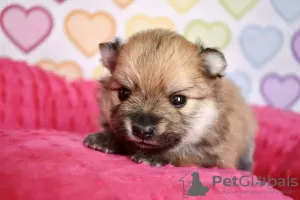 Additional photos: Pomeranian Spitz puppies