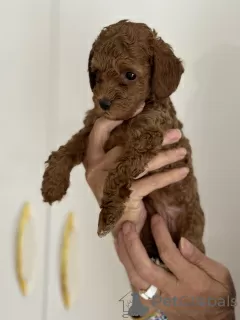 Additional photos: Miniature poodle puppies