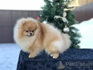 Photo №1. pomeranian - for sale in the city of Dubai | 6000$ | Announcement № 93898