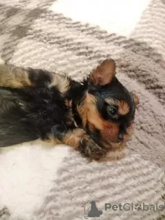 Additional photos: Yorkshire Terrier puppies