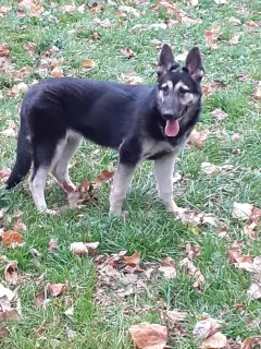 Photo №3. Bred puppy VEO. Russian Federation