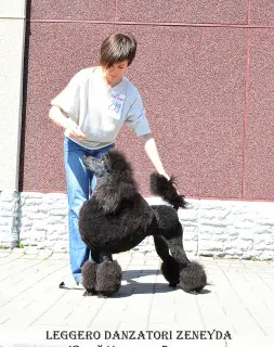 Additional photos: Great Poodle (white, black, silver)