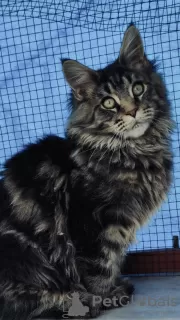 Additional photos: Purebred Maine Coon kittens from the cattery