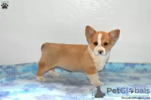 Photo №2 to announcement № 63529 for the sale of welsh corgi - buy in United States 