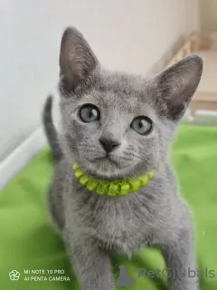 Photo №3. Russian blue cat. Russian Federation