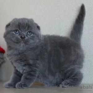 Photo №2 to announcement № 122842 for the sale of scottish fold - buy in Finland 