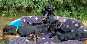 Photo №2 to announcement № 130226 for the sale of dachshund - buy in Germany private announcement