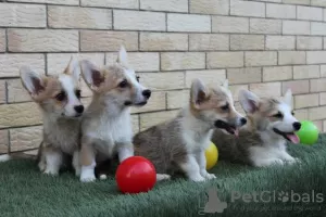 Additional photos: Welsh Corgi Pembroke puppies