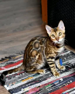 Additional photos: The best bengal kittens