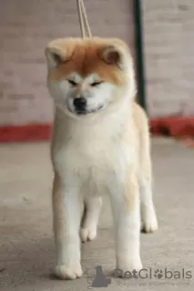 Additional photos: Akita Inu